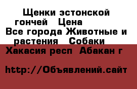 Щенки эстонской гончей › Цена ­ 7 000 - Все города Животные и растения » Собаки   . Хакасия респ.,Абакан г.